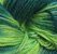 Hand Dyed Blue Face Leicester from Lisa Souza