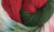 Hand Dyed Sock Yarn from Lisa Souza